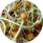 Одним из компонентов средства Слиммер для похудения являются зародыши пшеницы